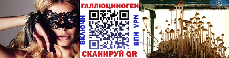где найти Вихоревка Псилоцибиновые грибы Psilocybe